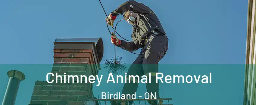 Chimney Animal Removal Birdland - ON