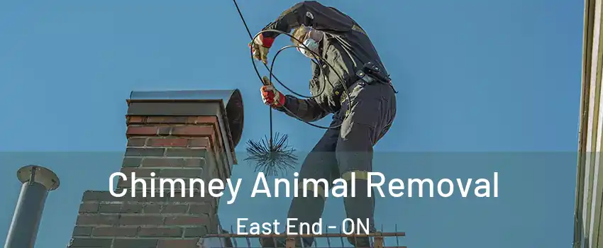 Chimney Animal Removal East End - ON