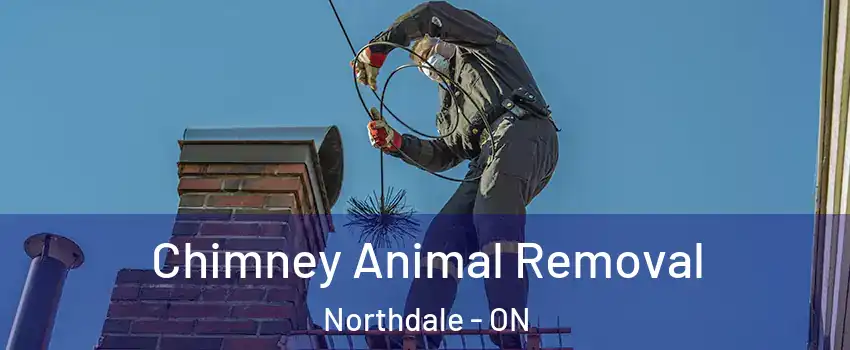 Chimney Animal Removal Northdale - ON
