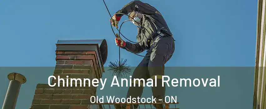 Chimney Animal Removal Old Woodstock - ON
