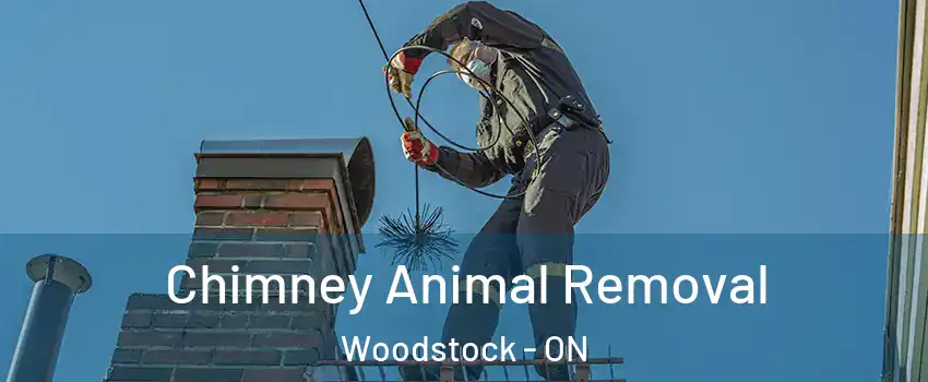 Chimney Animal Removal Woodstock - ON