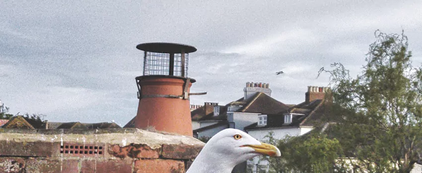 Chimney Cap Bird Guard Repair in Woodstock, Ontario